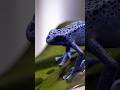 Poison frog blue color #frog #frogs #wildlife #nature #poisonfrog