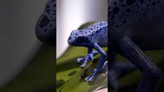Poison frog blue color #frog #frogs #wildlife #nature #poisonfrog
