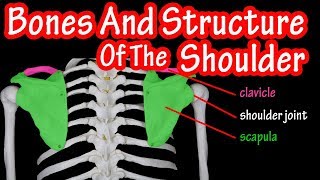 Bones Of The Shoulder Joint - Bones Of The Shoulder Girdle - Where Is The Scapula Bone