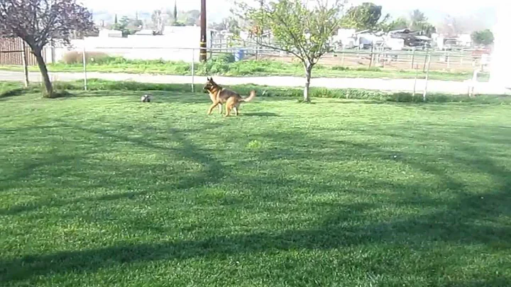 Nine Year Old Doing Obedience with German Shepherd...