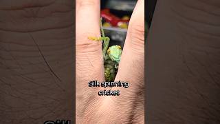 Magnigryllacris guomashan - silk spinnig cricket