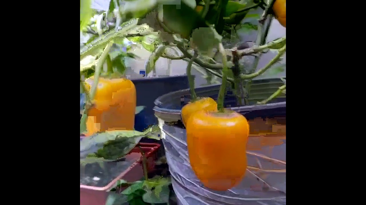 Острый перец Rocoto, поспел