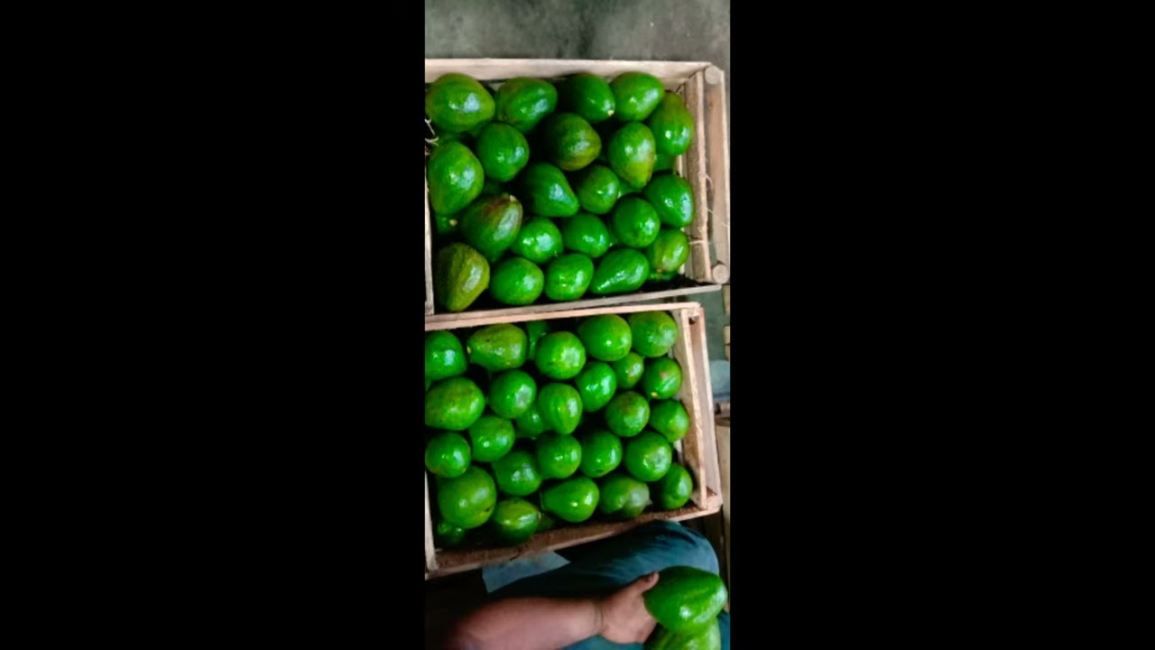 Buah alpukat super 