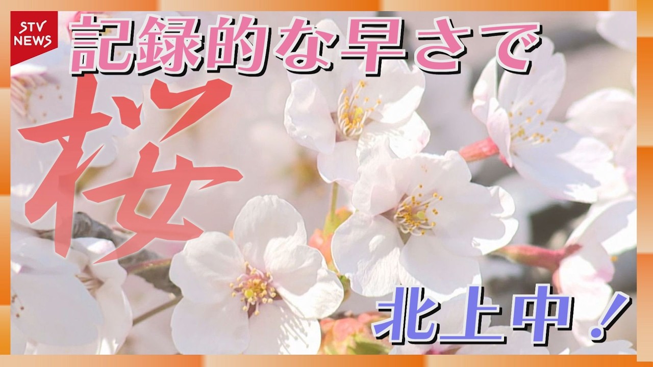 The cherry blossom front is moving northward across Hokkaido