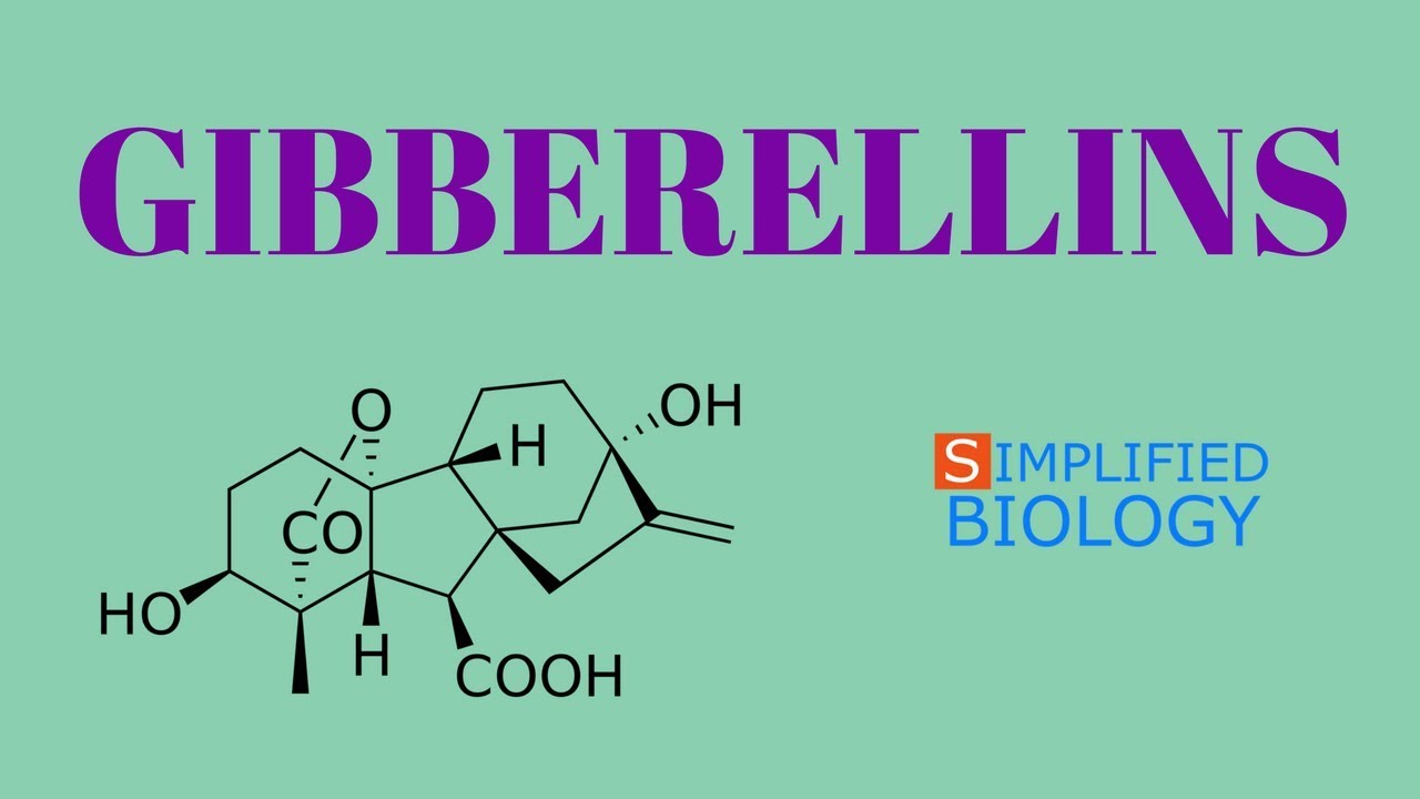 GIBBERELLINS for NEET, AIIMS, AIPMT, JIPMER, PREMED
