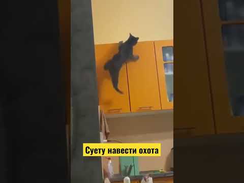 Суету навести охота
