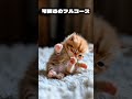 この可愛さ、もはや反則じゃない？🤔❤️ #もち #癒やし