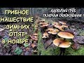 🍄ГРИБНОЕ НАШЕСТВИЕ ОПЯТ В НОЯБРЕ!!! ПОДМОСКОВЬЕ.💥ЯДОВИТЫЙ ГРИБ ГАЛЕРИНА ОКАЙМЛЁННАЯ.🔥ЛОЖНЫЕ ОПЯТА