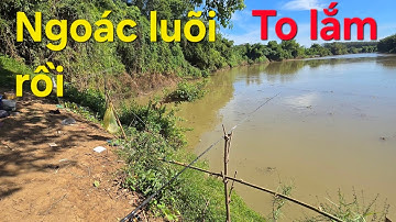 Câu  cá  Vịnh  Ổ Gà  đụng  Hàng  to  phút cuối  .