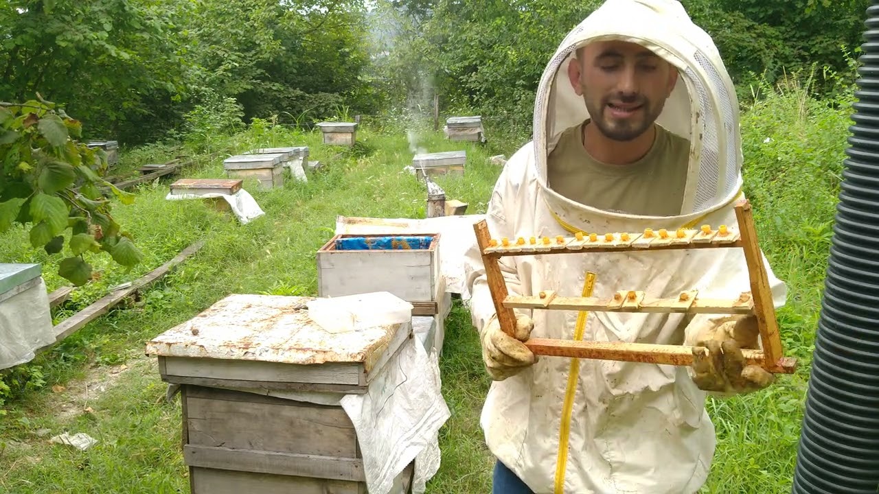 Ana Arı üretiminin Püf Noktaları çift aşılama