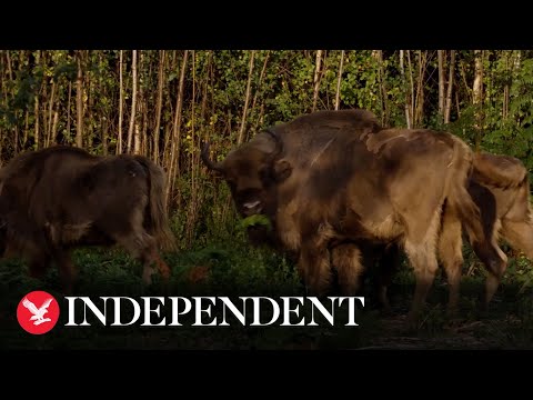 Wild bison return to UK woodland for first time in thousands of years