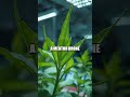 Moonlit Greenhouse: When Plants Teach Robots