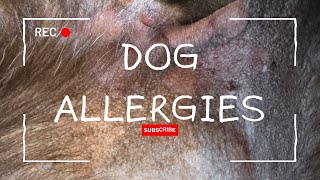 So what does an Allergic Reaction in a Dog look like? #dogallergies by Rivers the Chocolate Lab 94 views 1 month ago 7 minutes, 46 seconds