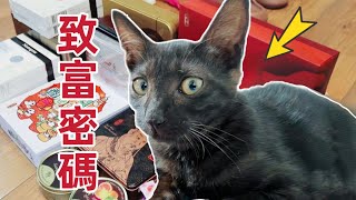 把拐來的小浪貓送去香港没想到竟換了3000塊禮物回來這下有動力了李喜猫