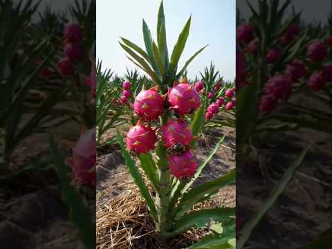 Cultivo de pitaya