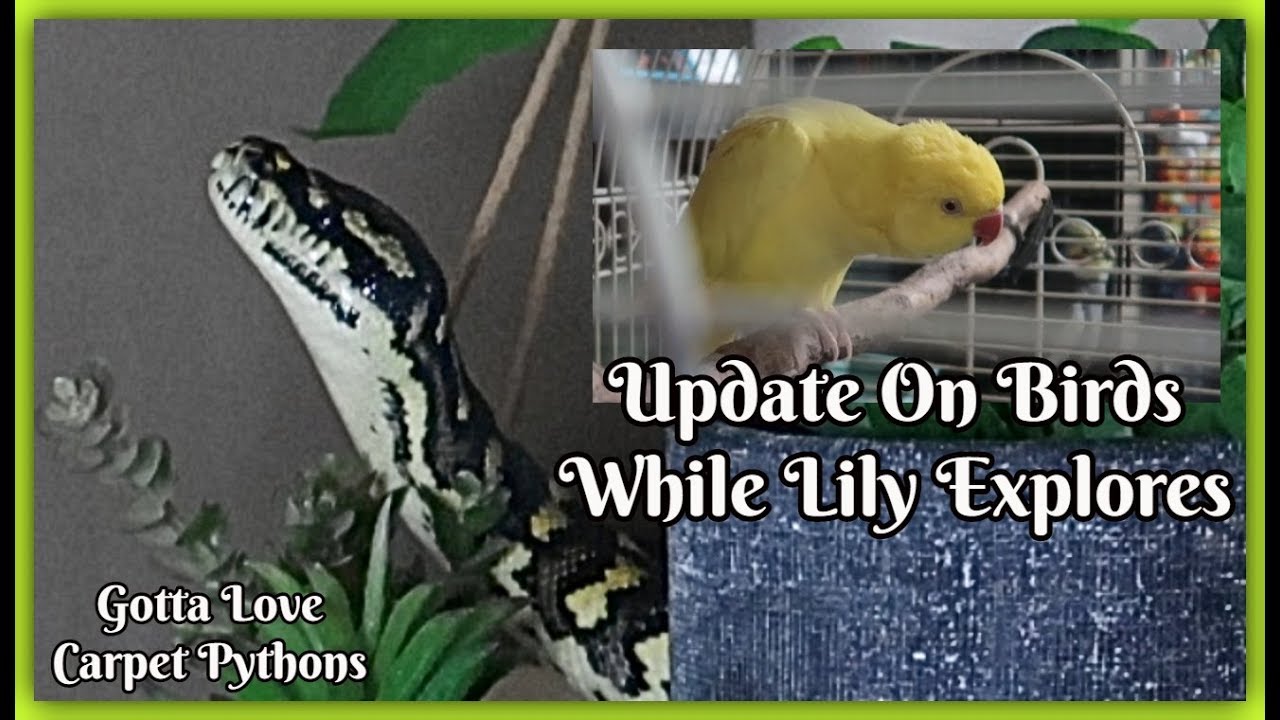 pet snakes and dogs Jungle Carpet Lily Hanging Out And Bird Update