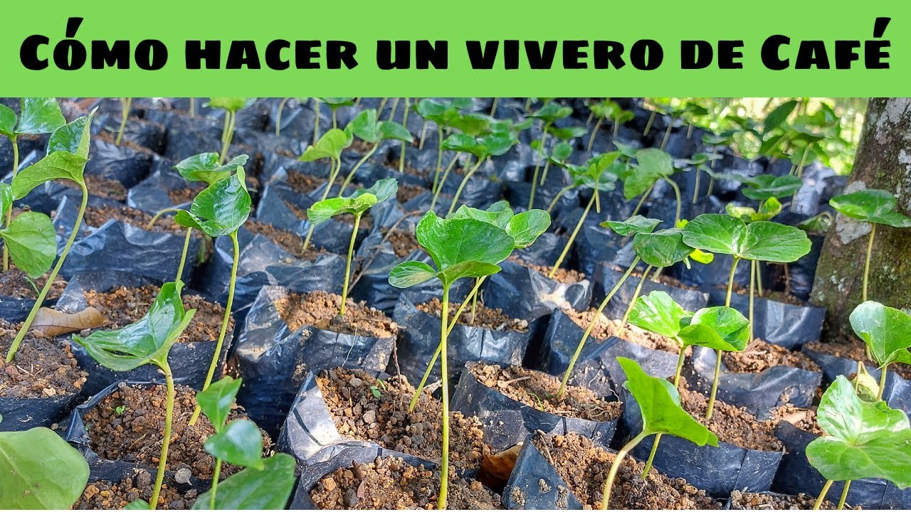 Cómo hacer un vivero de Café