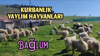 Kurbanlik Yaylım Malları 25 Nisan 2026
