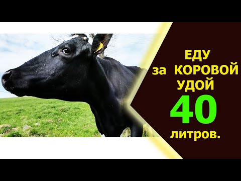 Еду покупать корову, даёт 40 литров молока.