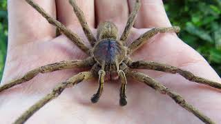 Dünyadaki En Zehirli Örümcekler