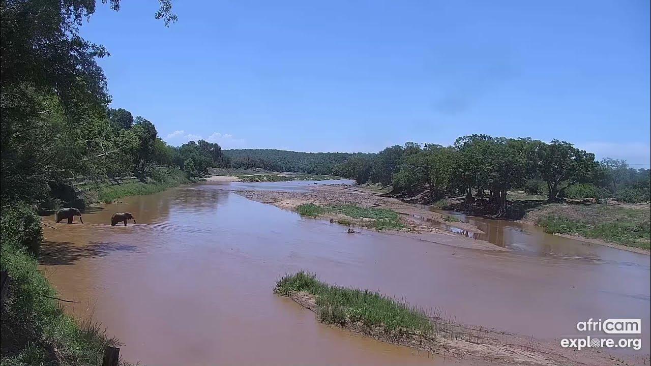 Elephants: contribution to gene exchange. Olifants River: Nov 29 2021