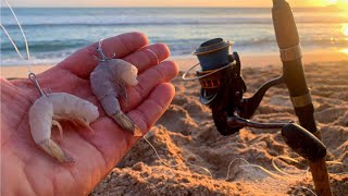 PESCA con TRONCHO de CAMARON|| pesca de playa