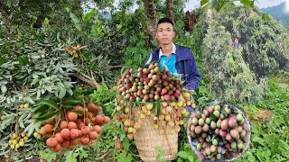 Harvest lychees and sell them at the market.Catch wild bees to raise.