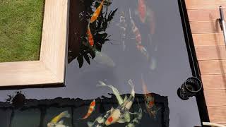 Kolam Kontes air jernih walau outdoor [ Hobby koi batam]