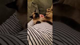 Billie The Cat Snuggles Up