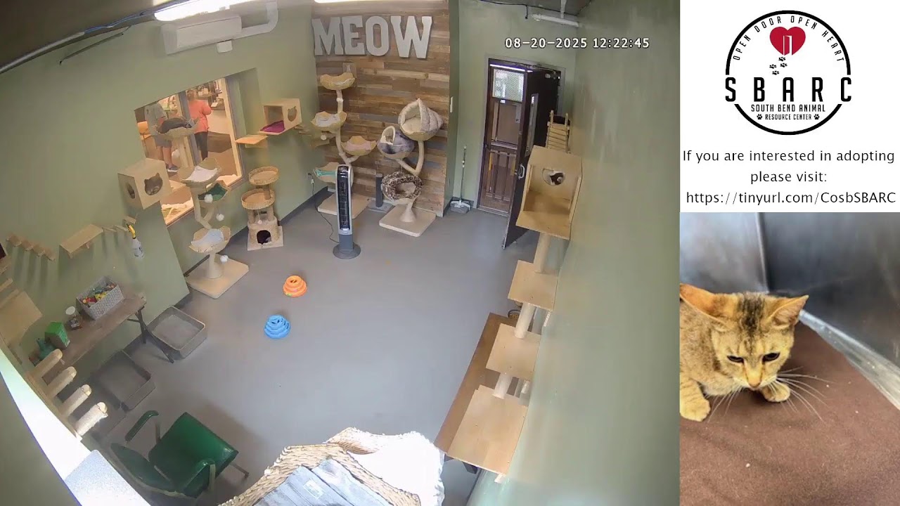 South Bend Animal Resource Center - Cat Cam