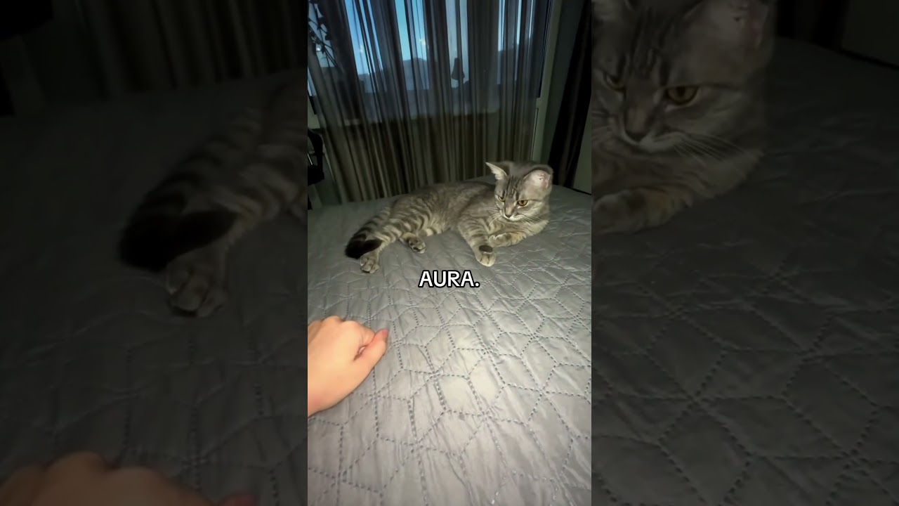 CAT AURA! (song: large amounts by qtop) 