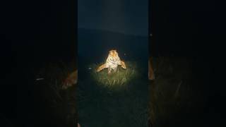 Tiger attack in multiplayer #cotw #xbox #gaming #hunting #tiger