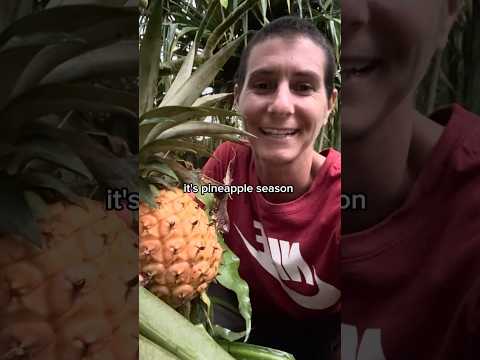 ITS PINEAPPLE SEASON- how many can i find before hurricane LaLa hits?!