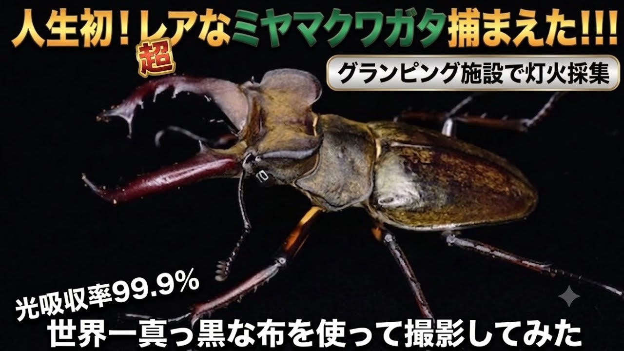 First Time Ever! Caught a Super Rare Miyama Stag Beetle