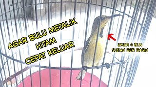 Download Lagu Agar Bulu metalik hitam Sogon ijoan Cepat Keluar MP3