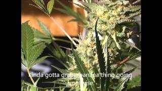 TGA Qleaner Harvest Day December 3, 2011   YouTube