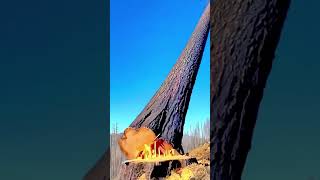 Logger cutting skill #viral #treepath #tree #asmr #shortvideo #shortsfeed #shorts #viralvideo #fyp