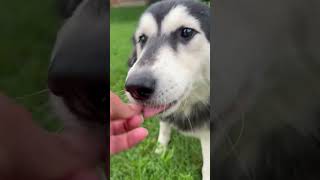 Lovie A318477