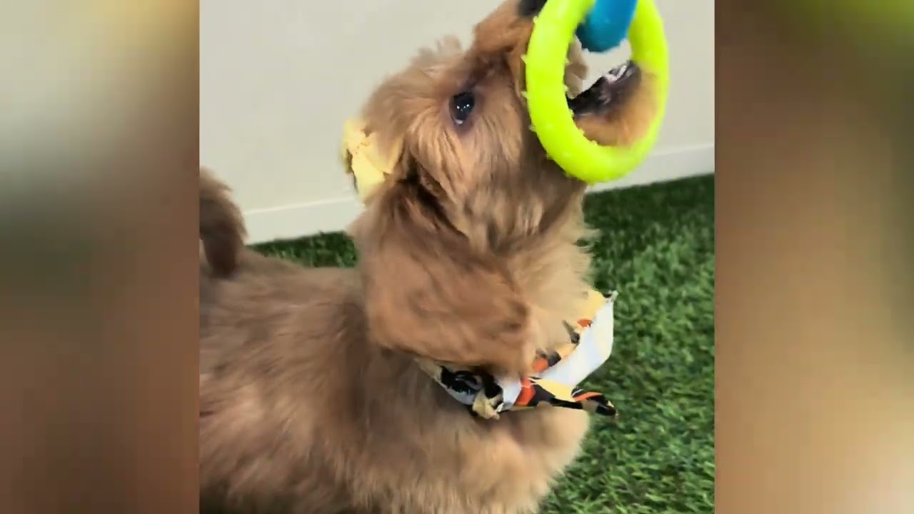 Vanilla - Mini Goldendoodle Puppy for Sale in Dallas, Texas