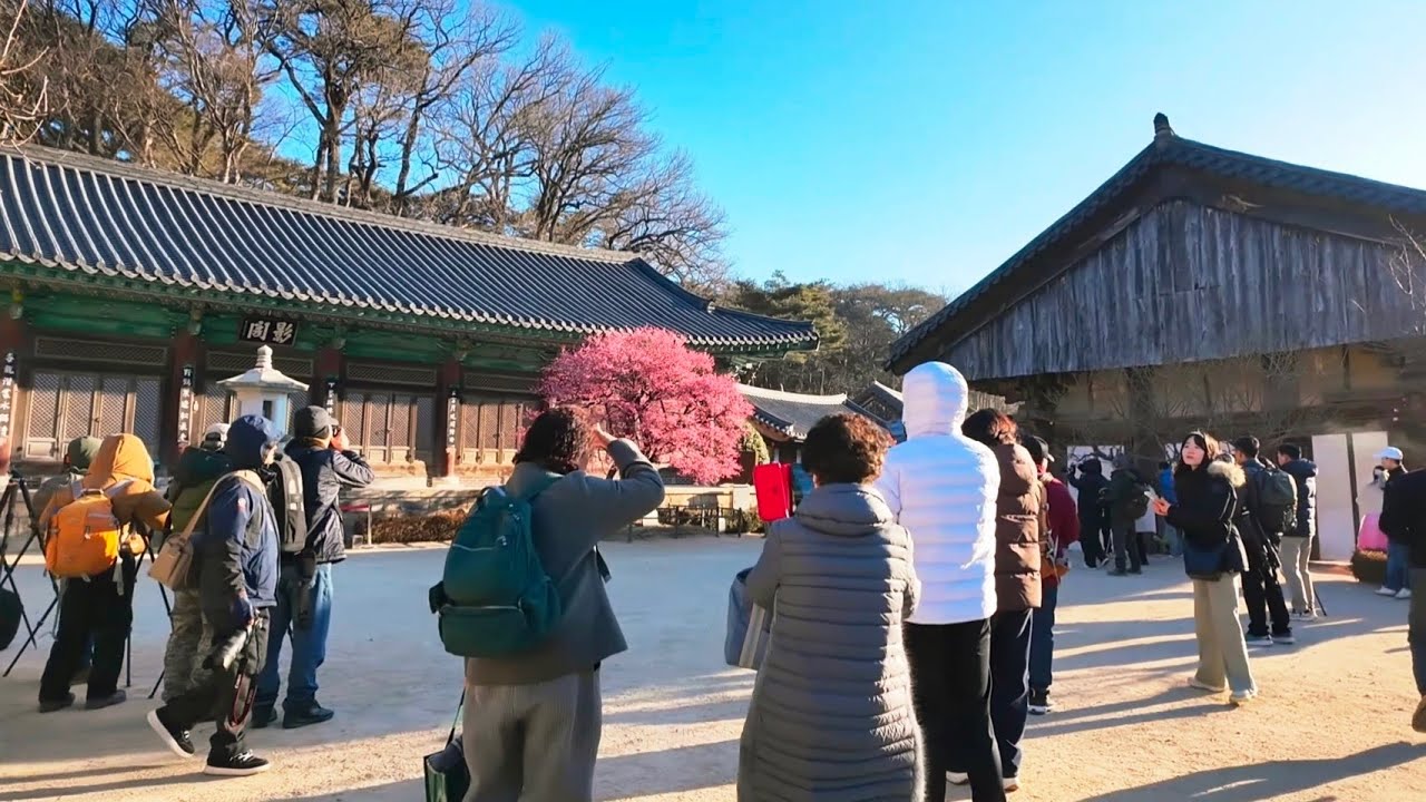 Первые, кто окрасился в красный цвет 🌸 | Храм Тондоса, Янсан, Корея 🚶‍♂️ #KWTT