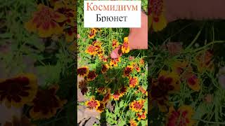 Космидиум - Брюнет.💐 #flowerworld #цветы #flowers