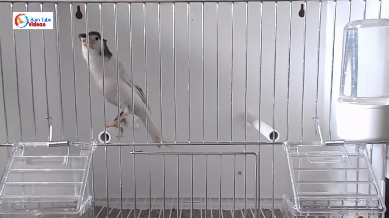 Cantec de canar Slavujar - Canary singing natural song  (Video)