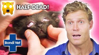 Can This Vet Save a HalfDead Kitten? | Full Episode | E55 | Bondi Vet