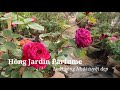 Hoa hồng Jardin Parfume - Loài hồng Nhật cực kì dễ thương