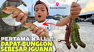 Download Lagu Momen Langka! Berburu Bunglon Besar Sepanjang Iguana, Gak Nyangka!” MP3 Download Lagu Momen Langka! Berburu Bunglon Besar Sepanjang Iguana, Gak Nyangka!” MP3
