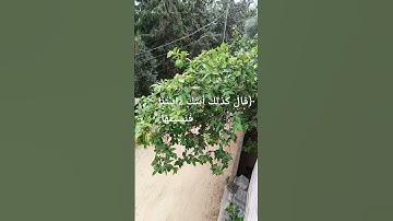 #اسلام_صبحي #تلاوة_هادئة #تلاوة_خاشعة #قرآن_كريم #تلاوة_مميزة #عبدالباسط_عبدالصمد #عبدالرحمن_مسعد