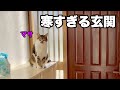 極寒の玄関にDIYで扉を追加しました。猫のマサも大活躍のDIYの様子をお楽しみください。賃貸でも傷を付けずにDIY