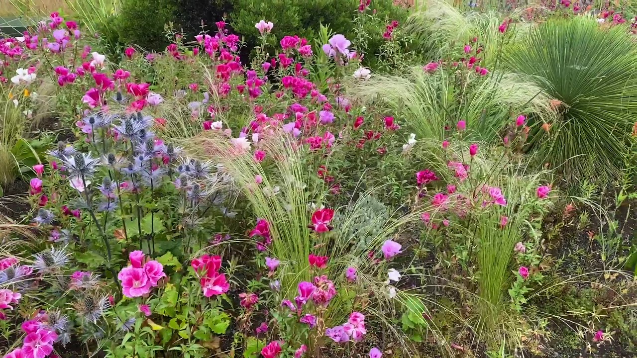 Clarkia Extravaganza