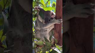 Busy Sleeping 😴🐨