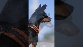 Cute Toy Terriers Dog In happy moment || Dog Meditation